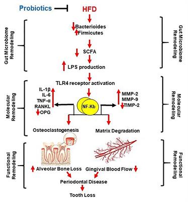 High Fat Diet Dysbiotic Mechanism of Decreased Gingival Blood Flow